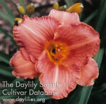 Daylily Daughter's Delight